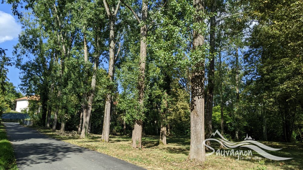 Un reboisement lancé en bordure du Luy