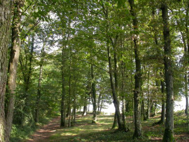 La forêt à la fête, ce samedi 