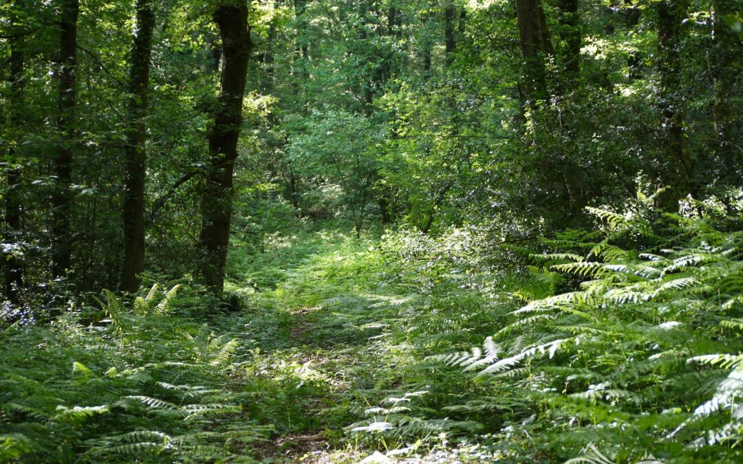 Forêt de Sauvagnon